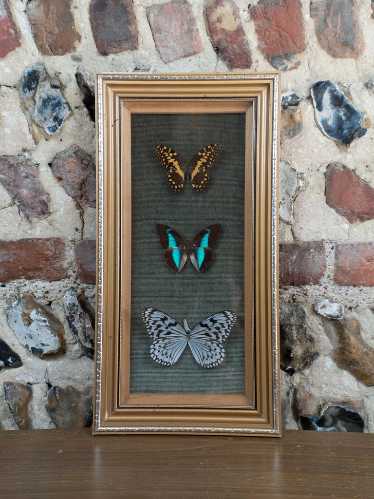 BUTTERFLY DISPLAY CASE