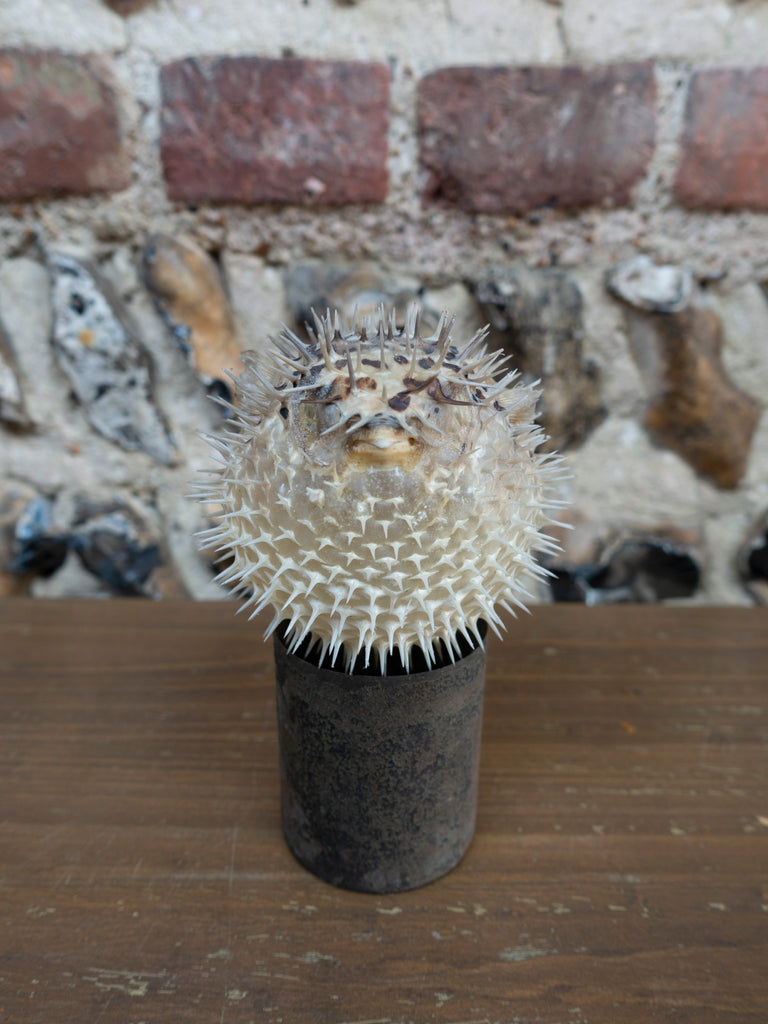 PUFFERFISH