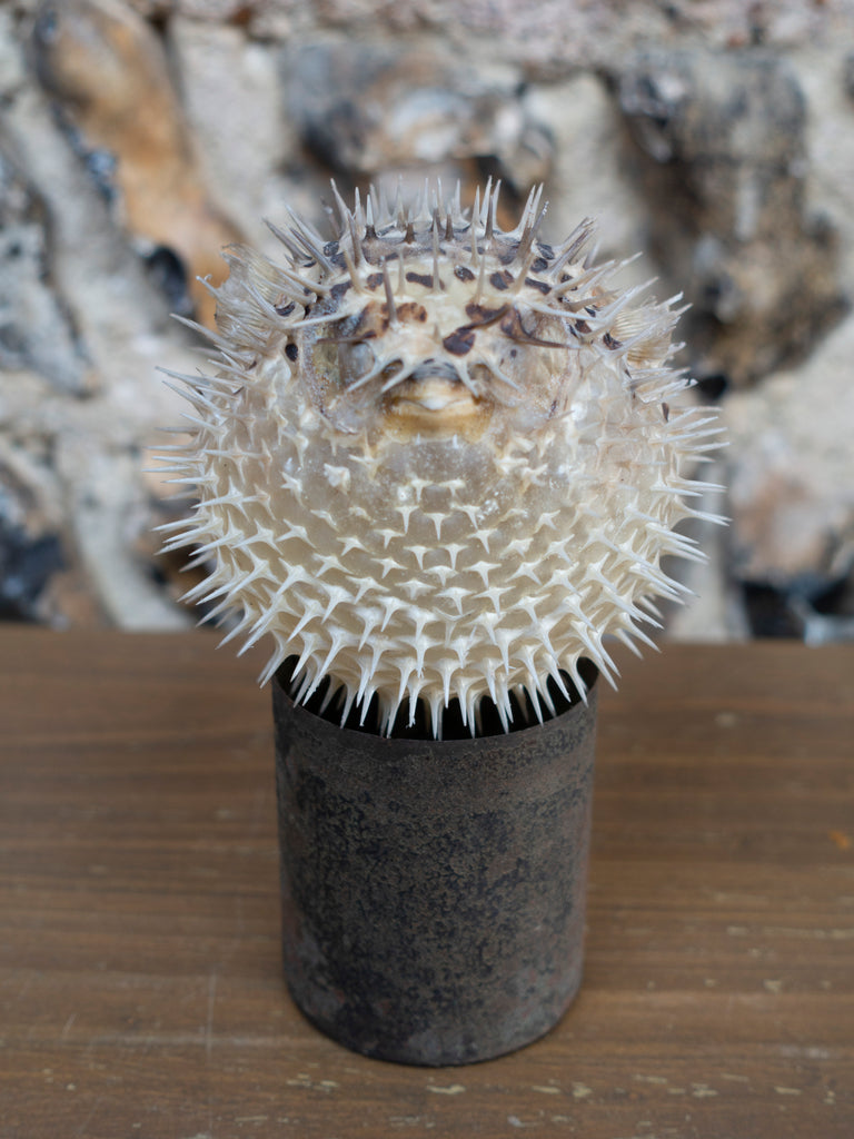 PUFFERFISH