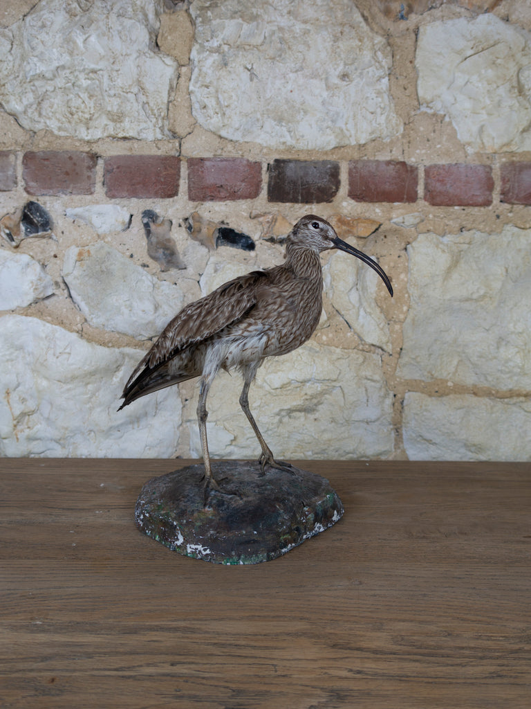 TAXIDERMY CURLEW