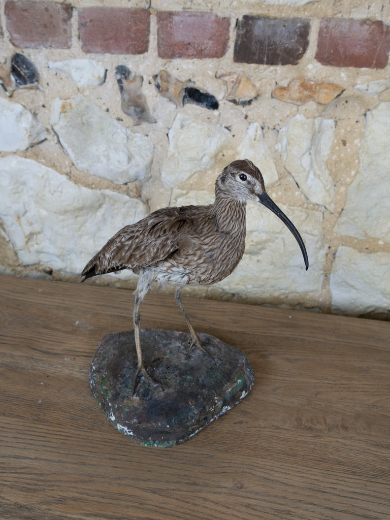 TAXIDERMY CURLEW