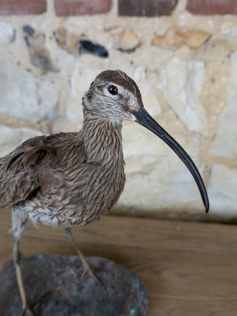 TAXIDERMY CURLEW