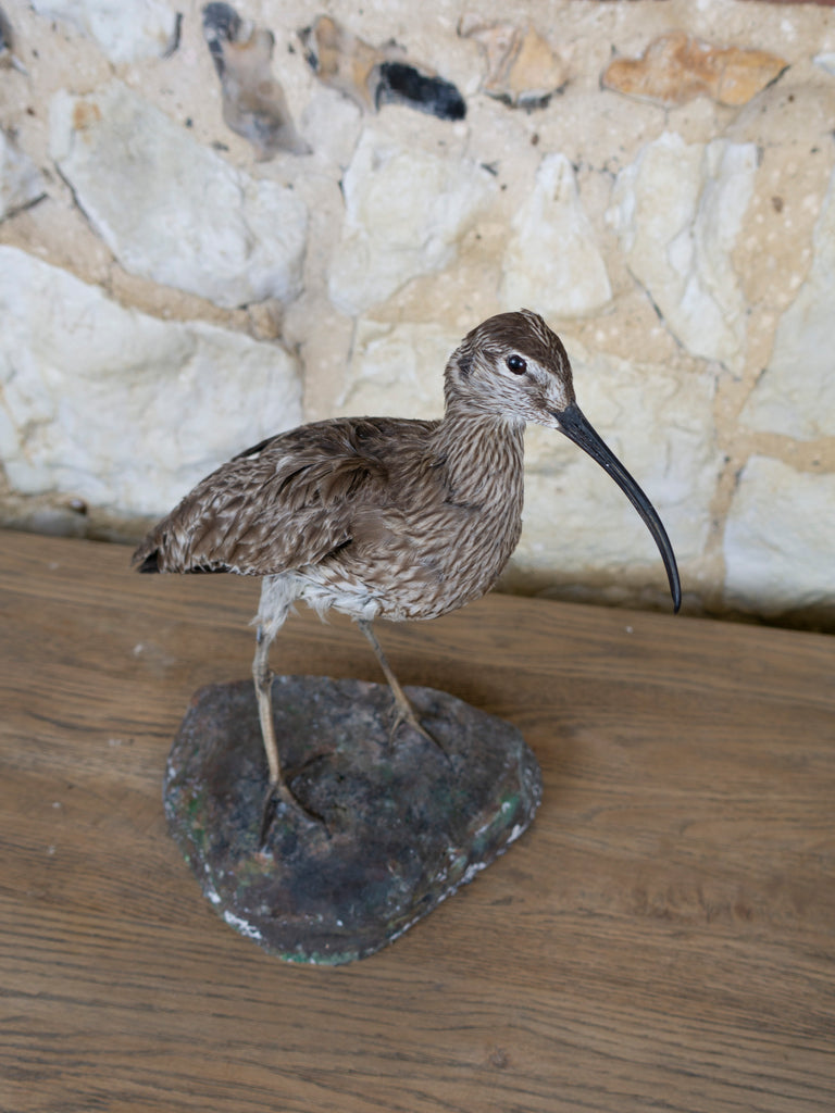 TAXIDERMY CURLEW