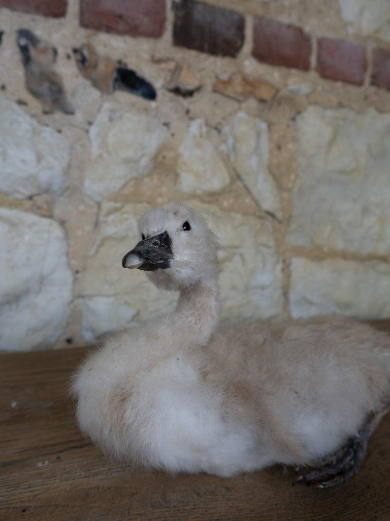 TAXIDERMY SWAN
