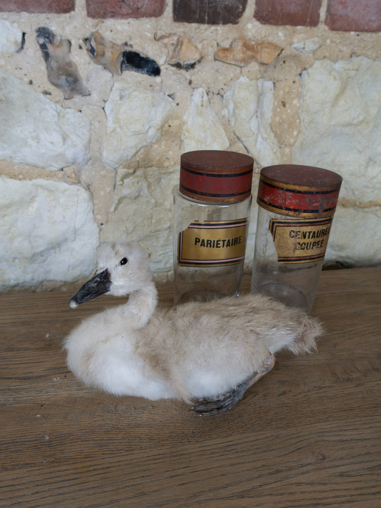 TAXIDERMY SWAN