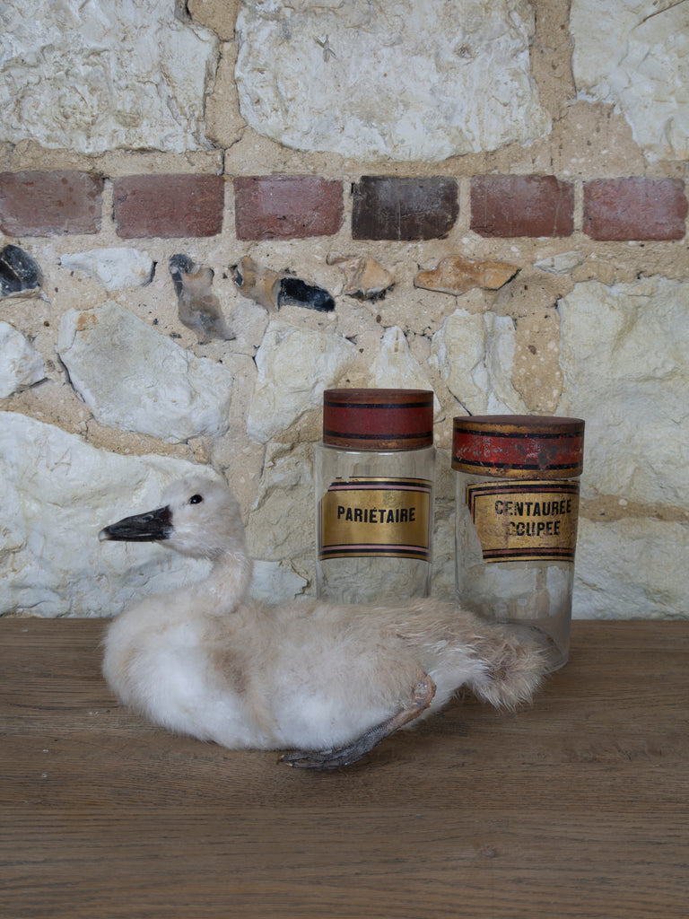 TAXIDERMY SWAN
